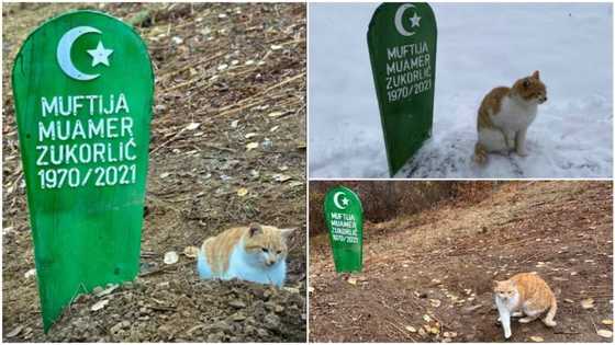 Loyal cat misses its owner, stays on his grave and hasn't left since November 2021, photos stir reactions