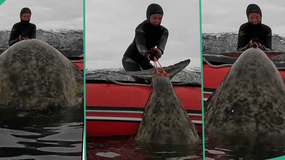 "Wonderful": Lucky fisherman catches big fish called halibut, unable to drag it into fishing boat