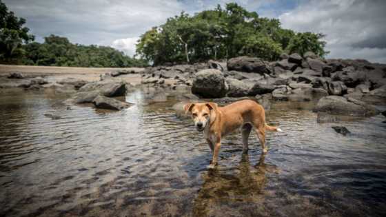 Notre Top 10 des chiens africains : lesquels préférez-vous ?