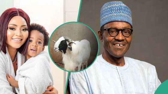 Halima Buhari: Regina Daniels' son allegedly receives Eid El-Kabir ram from daughter of ex-president