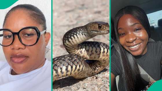 Ifunanya's death: Lady reacts, shares how she found black snake inside her own house
