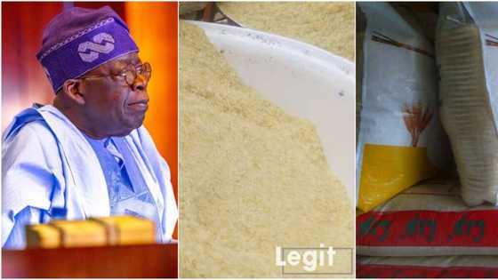 Legit.ng price check: Tinubu gets urgent message as bag of local rice sells for N41,000 in Lagos market