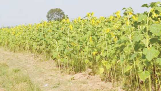 Yadda 'Yan Bindiga Sun Kallafawa Manoman Kaduna Harajin Miliyoyin Naira