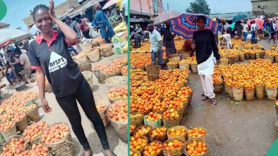 "I started as a youth corper": Nigerian lady celebrates making her first N1m in her tomato business