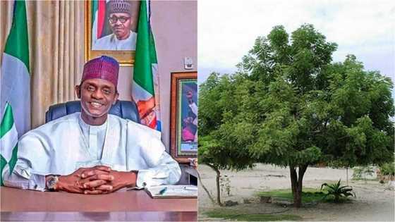 Garabasa: Gwamnan Yobe ya sanya kyautar N100,000 ga duk wanda ya shuka bishiya