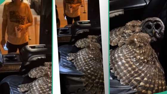 "Sign that death is very near": Man laments after finding huge creature in his car, shares video