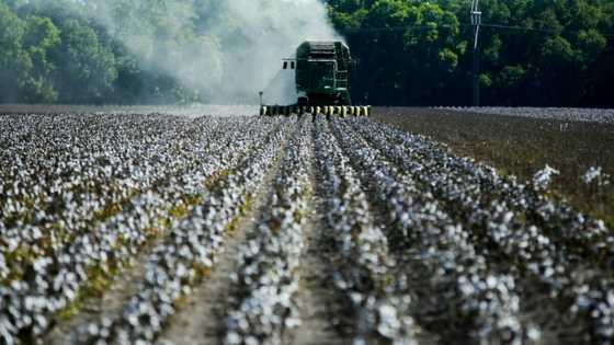 Drought decimates Texas' key cotton crop
