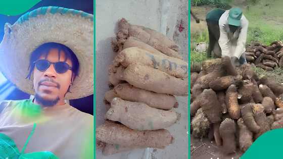"Too good to be true": Nigerian farmer harvests over 7k yam tubers from 1 acre, shares video