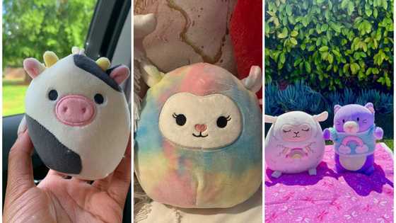 Rare squishmallows: top 10 of the most valuable plush toys