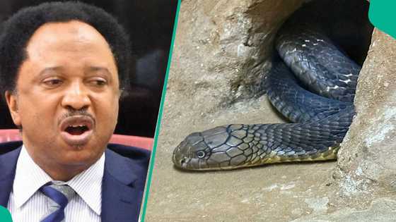 Ex-Nigerian senator mentions 2 things that attract snakes to your house: "A snake charmer said this"