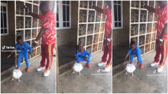 "Help me use my hands": Boy cries as father commands him to carry live white chicken, video causes stir