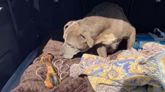 Beautiful pet dog named Zoey that went missing since 2010 found 12 years after, reunites with its owners