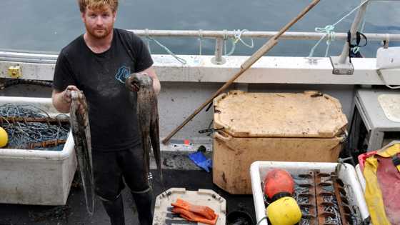 'Perfect storm': UK fishermen reel from octopus invasion