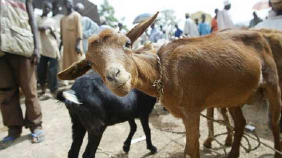 Ekiti: Satar Akuya da Zargin Mallakar Tumakin Sata Ya Kai Magidanta 3 Gaban Kotu