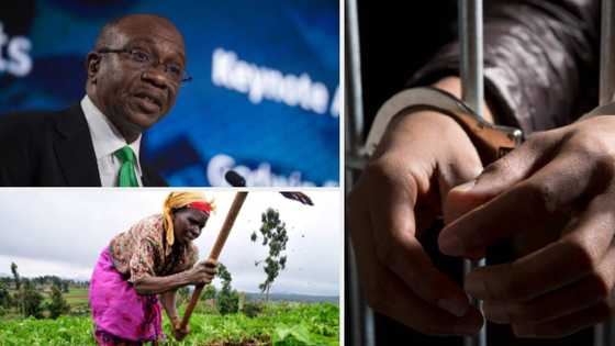 Central Bank of Nigeria to arrest, lock up farmers on its Anchor Borrowers Programme for failure to repay loan