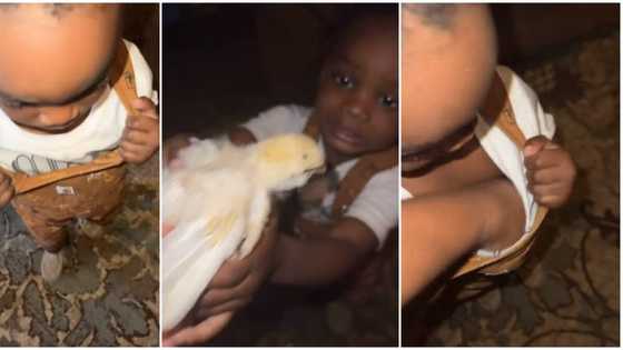 Video shows incredible moment a lady pulled out a live bird from a little boy's dungarees, causes stir