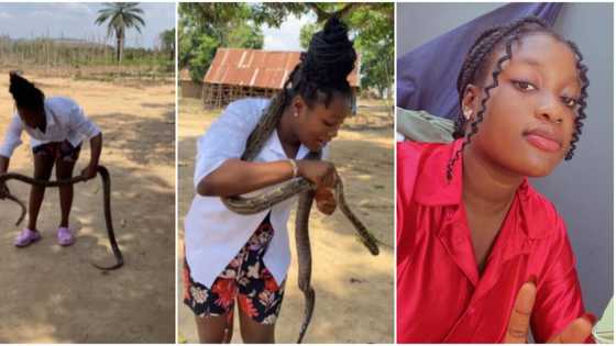 "God abeg": Video of actress Sharon Ifedi talking and playing with live snake throws many off balance