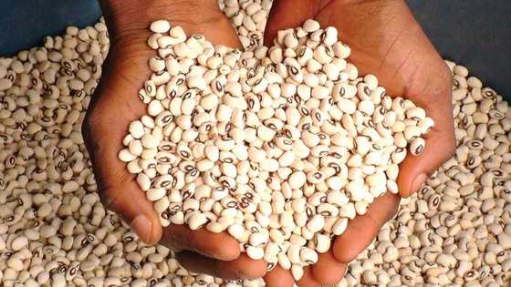 Yan kasuwa sun koka yayin da farashin wake ya fadi warwas a Katsina