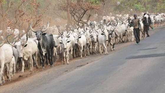 Herdsman arrested with his cows in Benue, fined N500k after he was convicted of violating open grazing law