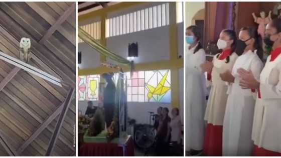 I don't blame it: Owl spotted on church's roof dancing to choir's sweet song, video stirs massive reactions