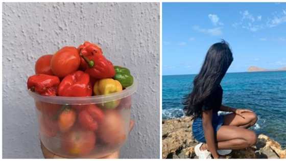 How I got plenty tomatoes & pepper from Hausa trader who loves me hoping I'll love him in return, lady narrates
