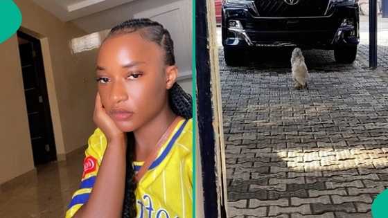 Lady who started new job cries out after seeing strange-looking fowl on first day, video goes viral
