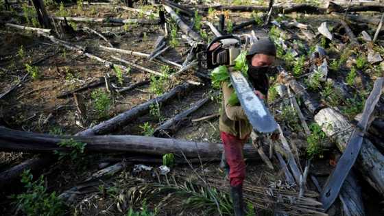 Colombian deforestation policy 'failure' a headache for new government
