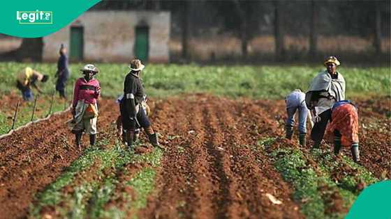 Tashin hankali: Fada ya barke tsakanin wasu 'yan gida 1 a Filato, an yi kisan kai