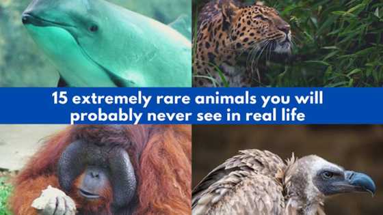 Top 15 extremely rare animals that are almost extinct