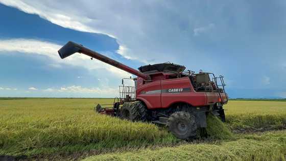 Vietnamese rice grower helps tackle Cuba's food shortage