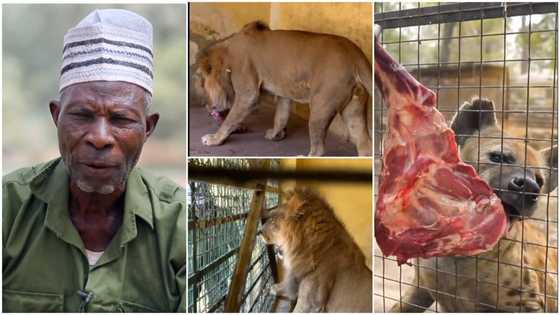 If the animals are sick, I am sick too - Nigerian man who has been feeding lion, others for 50 years speaks