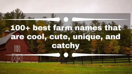 100+ best farm names that are cool, cute, unique, and catchy