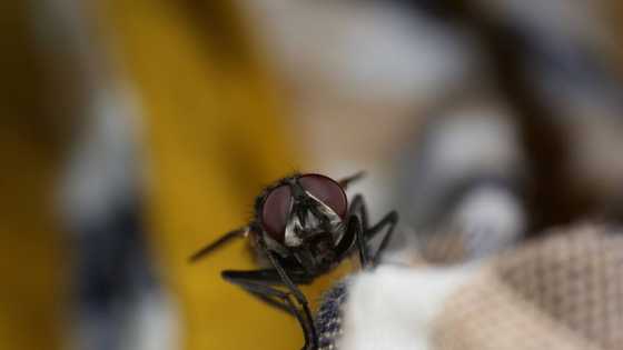 Voici comment fabriquer un piège à mouche maison efficace