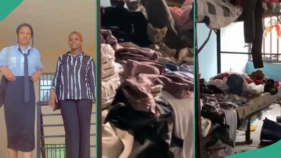 "We forgot to lock the door": Students who resumed school discover that cats took over their room