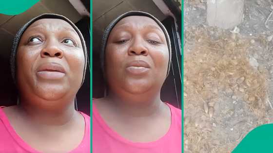 "I woke up to see these in my compound": Lady trembles in fear, posts video of what she discovered