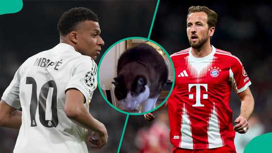 Mysterious cat predicts which team will reach UCL semis between Real Madrid and Bayern Munich