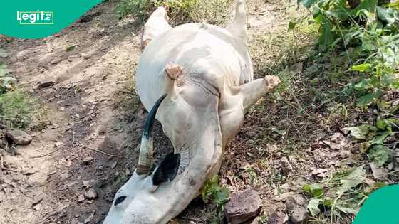 Rikicin manoma da makiyaya: Mutane sun mutu a harin ramuwar gayya a Benue