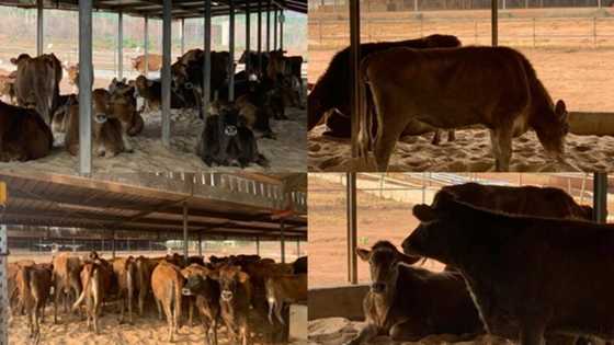 Ranching: US grows Nigerian economy, shares beautiful photos of dairy farm in Ekiti