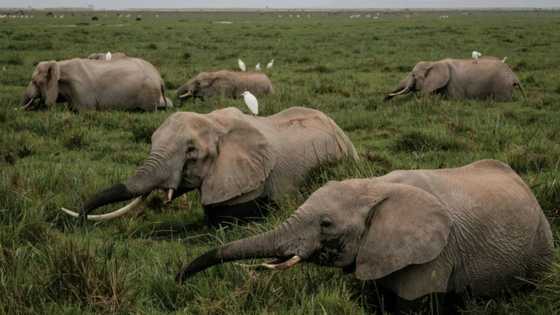 Kenyan pilot project to put price on nature's treasure