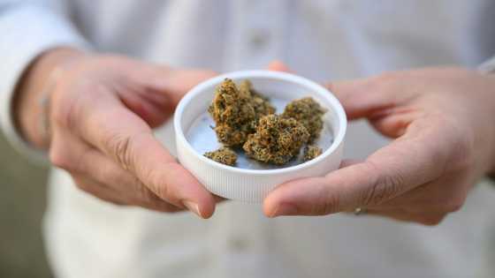 High times for German cannabis firm amid medical boom