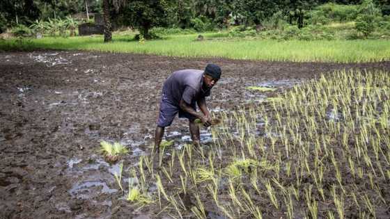 Federal government push for Nigeria's food self-sufficiency, opens huge N525bn opportunity in seeds market