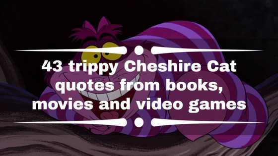 43 trippy Cheshire cat quotes from books, movies and video games