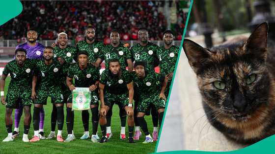 AFCON 2025: Mysterious cat predicts outcome of Nigeria vs Mozambique