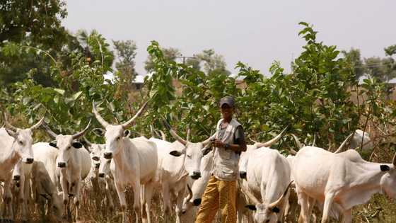 Immigrations to profile herdsmen entering the country through Nigeria-Niger border