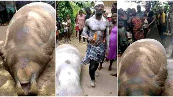 "That man should be awarded": Photos as Nigerian fisherman catches giant sea mammal, flaunts it