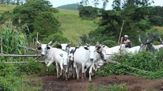 Wasu bakin makiyaya sun harbi dan sanda da manomi, sun kone kauye guda a jihar Jigawa