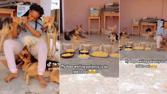 "They are very observant": Wise dogs refuse to eat plates of food set before them, video gets tongues wagging