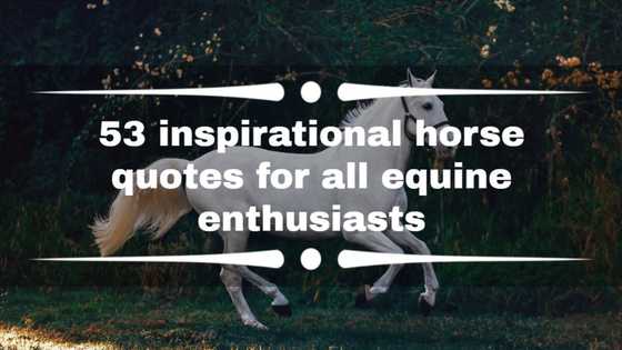 53 inspirational horse quotes for all equine enthusiasts