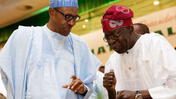 Afenifere: Mun san dalilin da yasa Tinubu yake tsoron tunkarar Buhari akan batun makiyaya