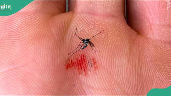 Mosquitoes found in Iceland for the first time as global warming worsens